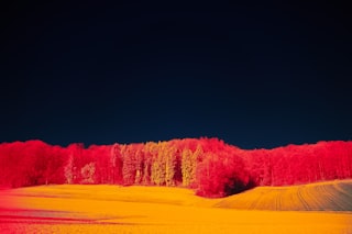 a road with trees on the side