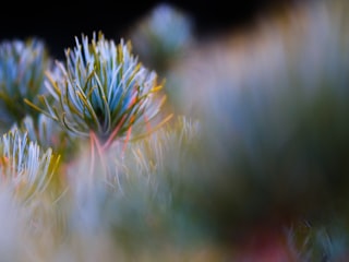 A blurry photo of a pine tree