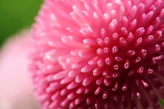 a close up of a pink flower with a green background