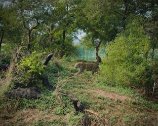 A tiger walks through a grassy, wooded area.