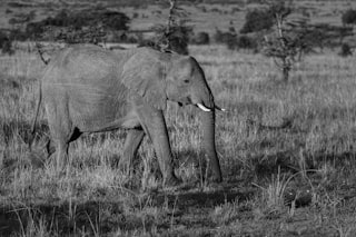 an elephant walking in the grass